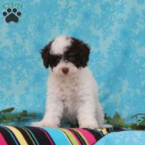 Milton, Toy Poodle Puppy